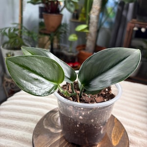 Könnte beinhalten: Eine Philodendron-Pflanze mit glatten, dunkelgrünen, herzförmigen Blättern in einem durchsichtigen Kunststoff-Pflanztopf mit Erde und Holzspänen. Die Pflanze hat mehrere deutliche Stängel, die aus der Erde ragen, und zeigt eine glänzende Textur auf der Blattoberfläche.