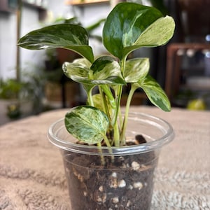 Puede incluir: Una pequeña planta en maceta con hojas abigarradas verdes y blancas. La planta está en un recipiente de plástico transparente lleno de tierra y pequeñas piedras blancas. Las hojas tienen una mezcla de patrones verdes y blanco crema.