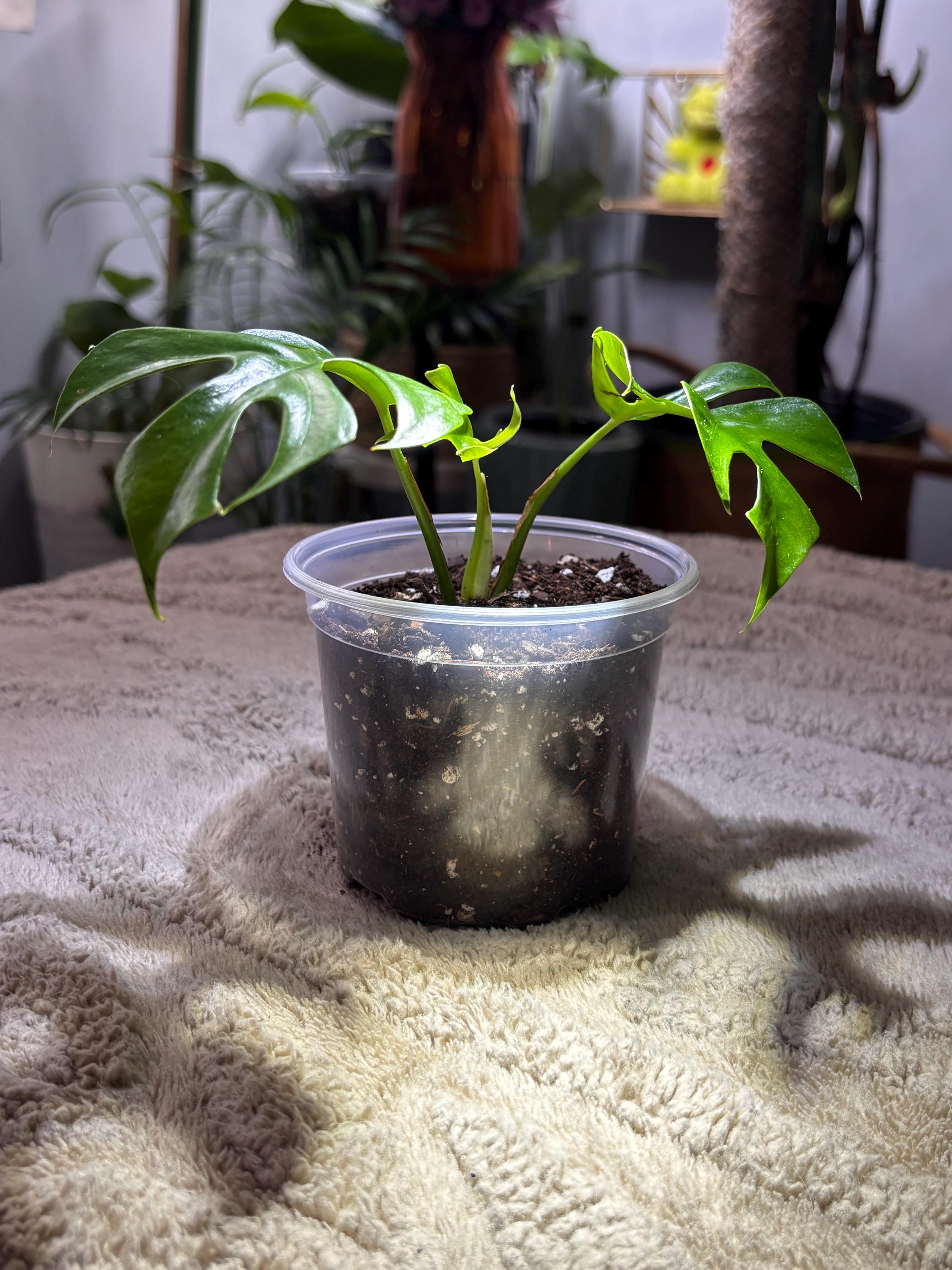 philodendron roter stiel Philodendron 'Imperial Red' – Foliage Factory