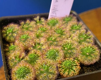 Drosera roseana gemmae | Pygmy Sundew | Carnivorous Houseplant Seeds |