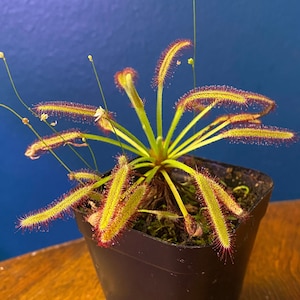 Drosera capensis red | Cape Sundew | Carnivorous Houseplant | Bare Root | Potted |