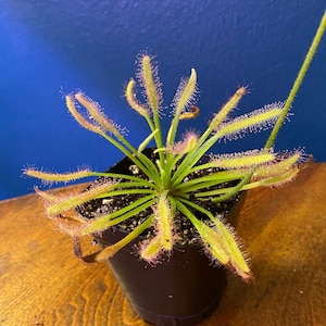 Drosera capensis white | Cape Sundew | Carnivorous Houseplant | Bare Root | Potted |