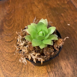 Pinguicula Marciano | Butterwort | Carnivorous Houseplant | Bare Root |