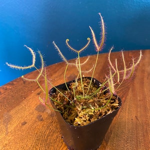 May include: A potted sundew plant with delicate, slender leaves and reddish, sticky tentacles. The carnivorous plant is in a small, black square pot filled with moss and soil, set against a blue background.