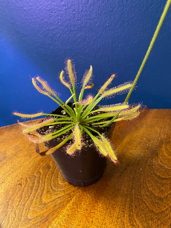 Drosera Capensis White | Cape Sundew | Carnivorous Houseplant | Bare Root |  Potted | - Etsy