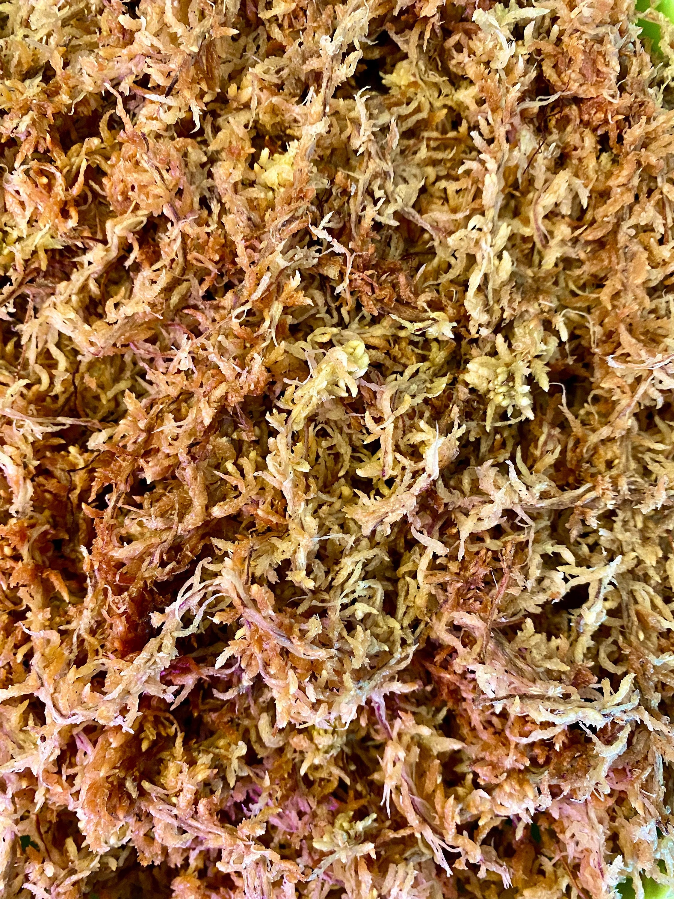 Besgrow Spagmoss 150g Premier New Zealand Sphagnum Moss – Rare