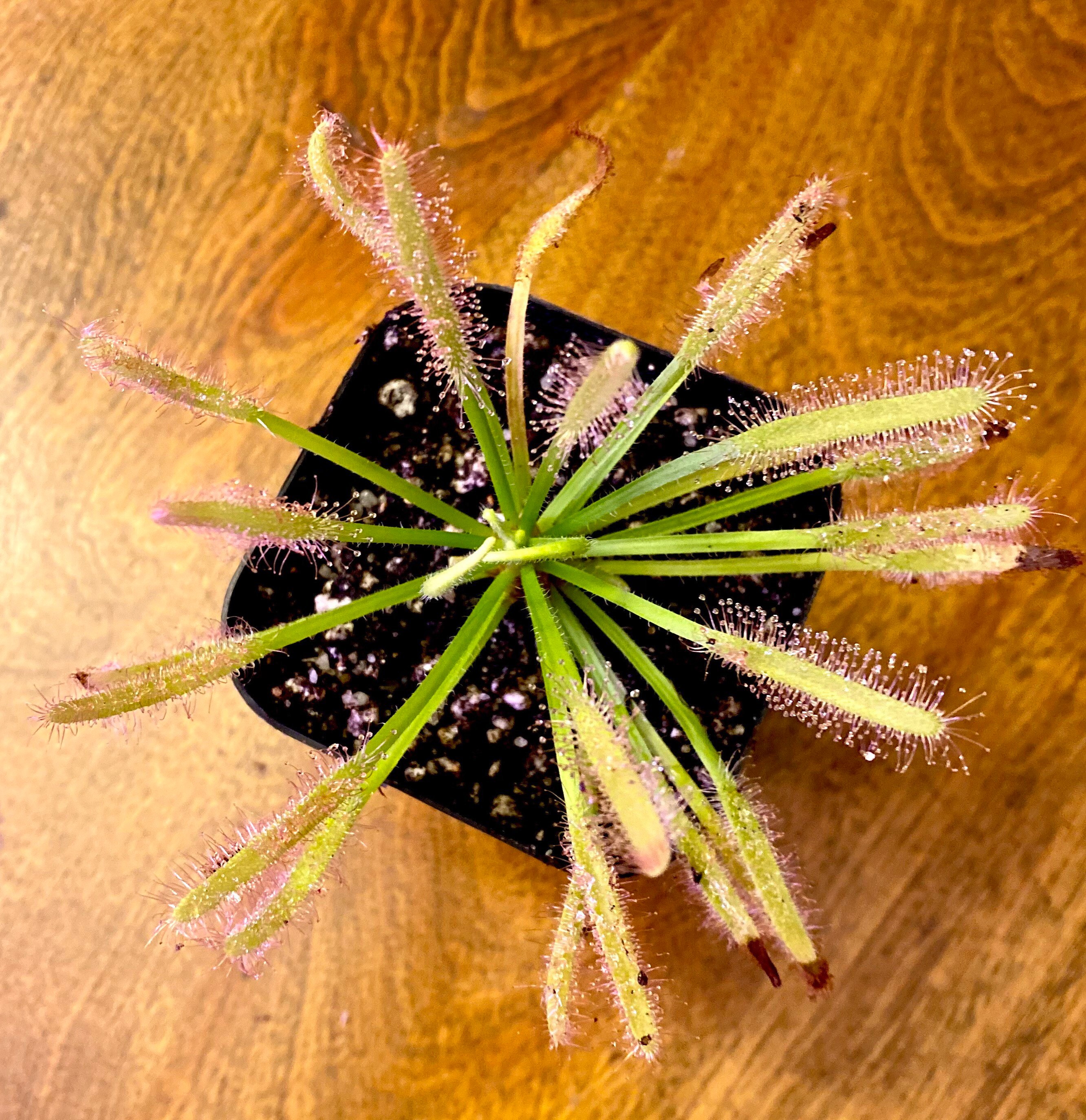 Drosera Capensis White Cape Sundew Carnivorous Houseplant Etsy