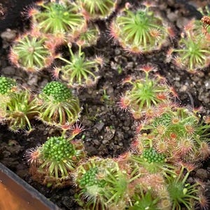 Drosera micrantha | Pygmy Sundew | Carnivorous Houseplant Seeds |
