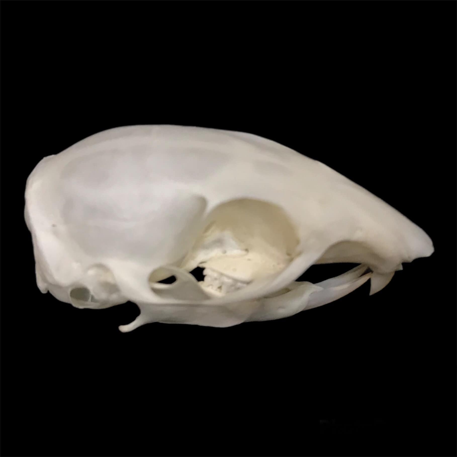 Chipmunk Skull - Etsy