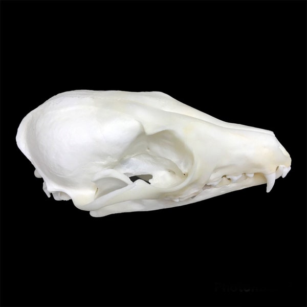 Swift fox skull