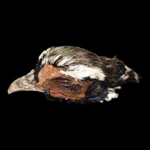 May include: A close-up of a bird's head against a black background. The bird's head features a light-colored beak, brown and white feathers, and a patch of reddish-brown skin around the eye.