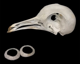 Eurasian collared dove skull