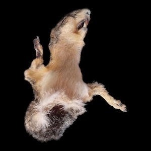 Mummified half squirrel