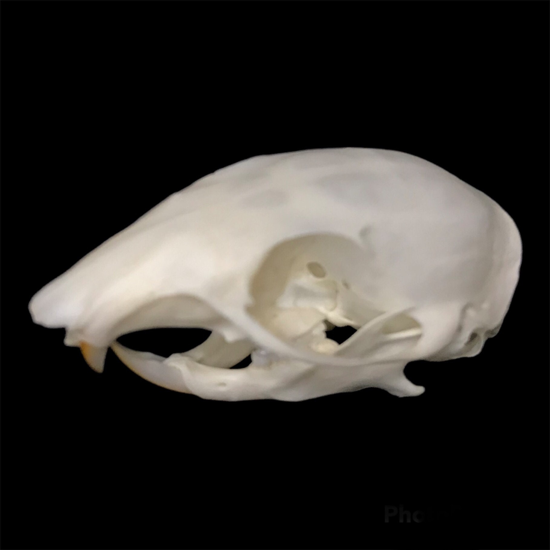 Chipmunk Skull - Etsy