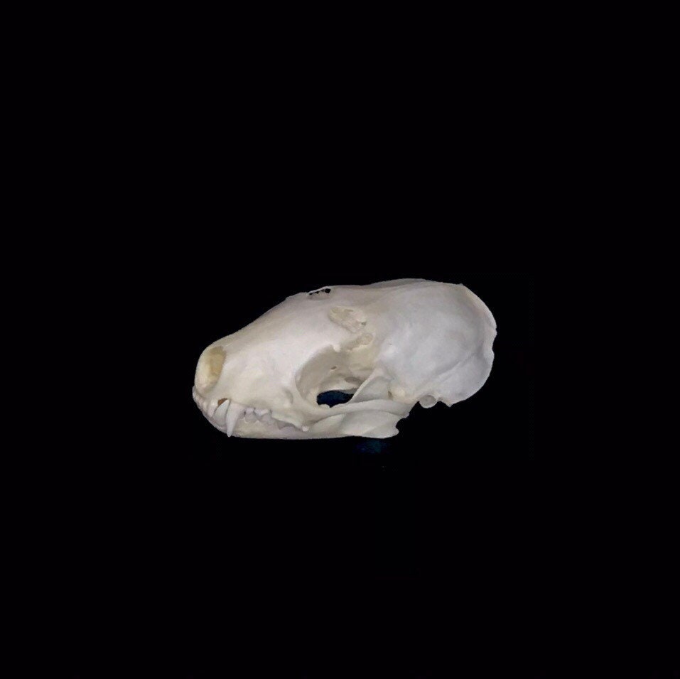 Spotted Skunk Skull Etsy