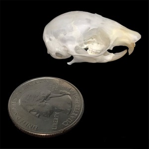 Flying squirrel skull