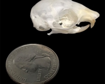 May include: A white animal skull, approximately the size of a US quarter, with visible teeth. The skull is isolated on a black background.