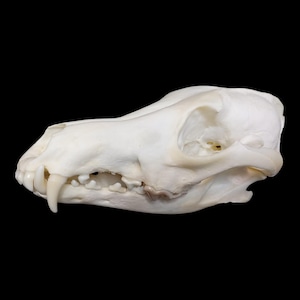 May include: A side profile view of an off-white canine skull featuring a prominent snout, sharp canine teeth, visible molars, and a large eye socket. The bone structure is smooth and clean, showcasing the natural anatomical details of the jaw.