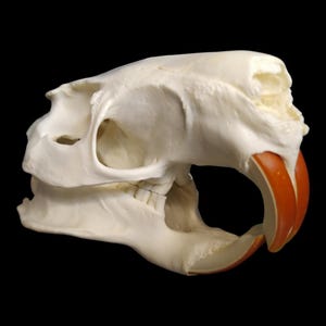 Nutria Skull