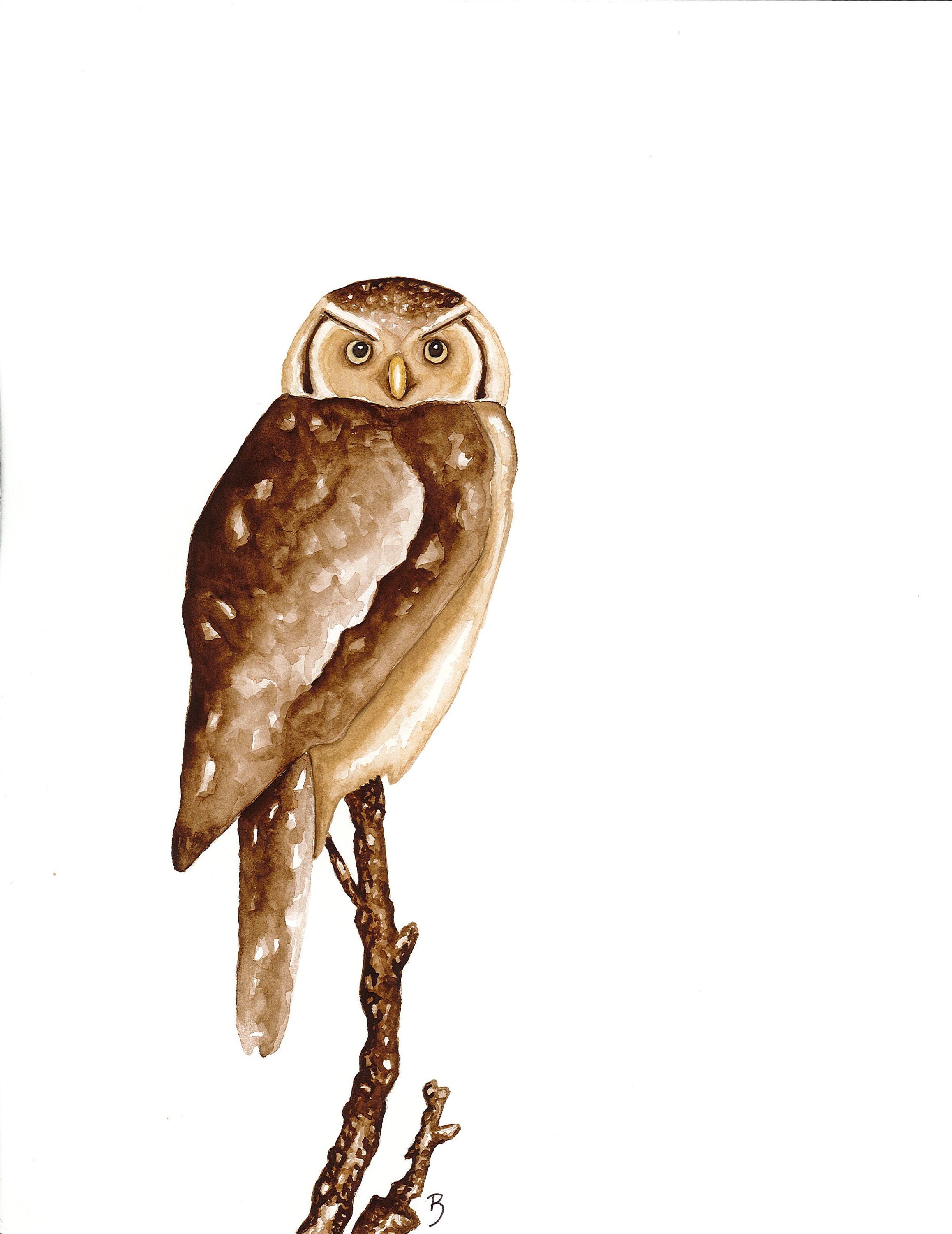Barred Owl Watercolor Painting