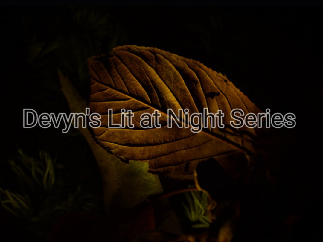 Leaf Spotlight, Photography Etsy