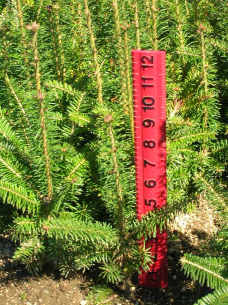 Fraser Fir Mini Christmas Tree Seedling. Etsy