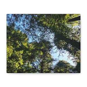 Canvas Wall Art, Redwoods National Sequoia Trees, OfficeDecor, Rustic Wall Hanging, Nature Lover Gift, Matte Print