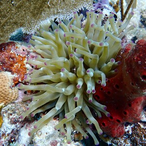 Anemone Photo
