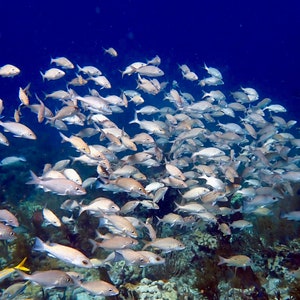 Tropical Fish Photo