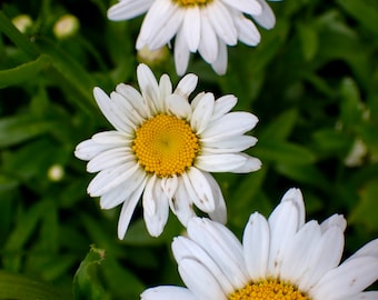 Daisy Flower - Etsy UK