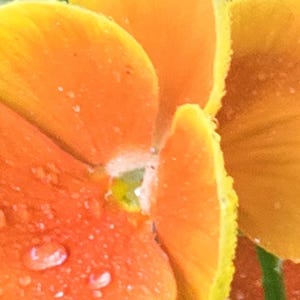 Peach Stiefmütterchen Blume Nahaufnahme Fotografie - 2 Bilder digitaler Download