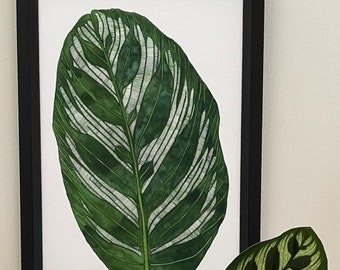 Giclee Fine Art botanical print Makoyana. A4 or A5 Printed on museum grade paper w/ archival pigment ink. Coastal, tropical, plant decor