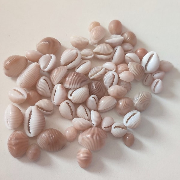 Trivia arctica | Coquillages, porcelaines cowries pour projets créatifs, collection.