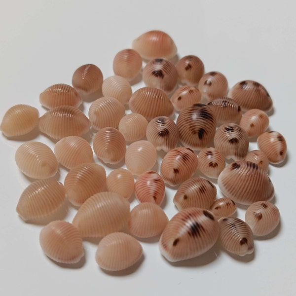 Mix Trivia monacha & Trivia arctica | Coquillages, porcelaines cowries pour projets créatifs, collection.