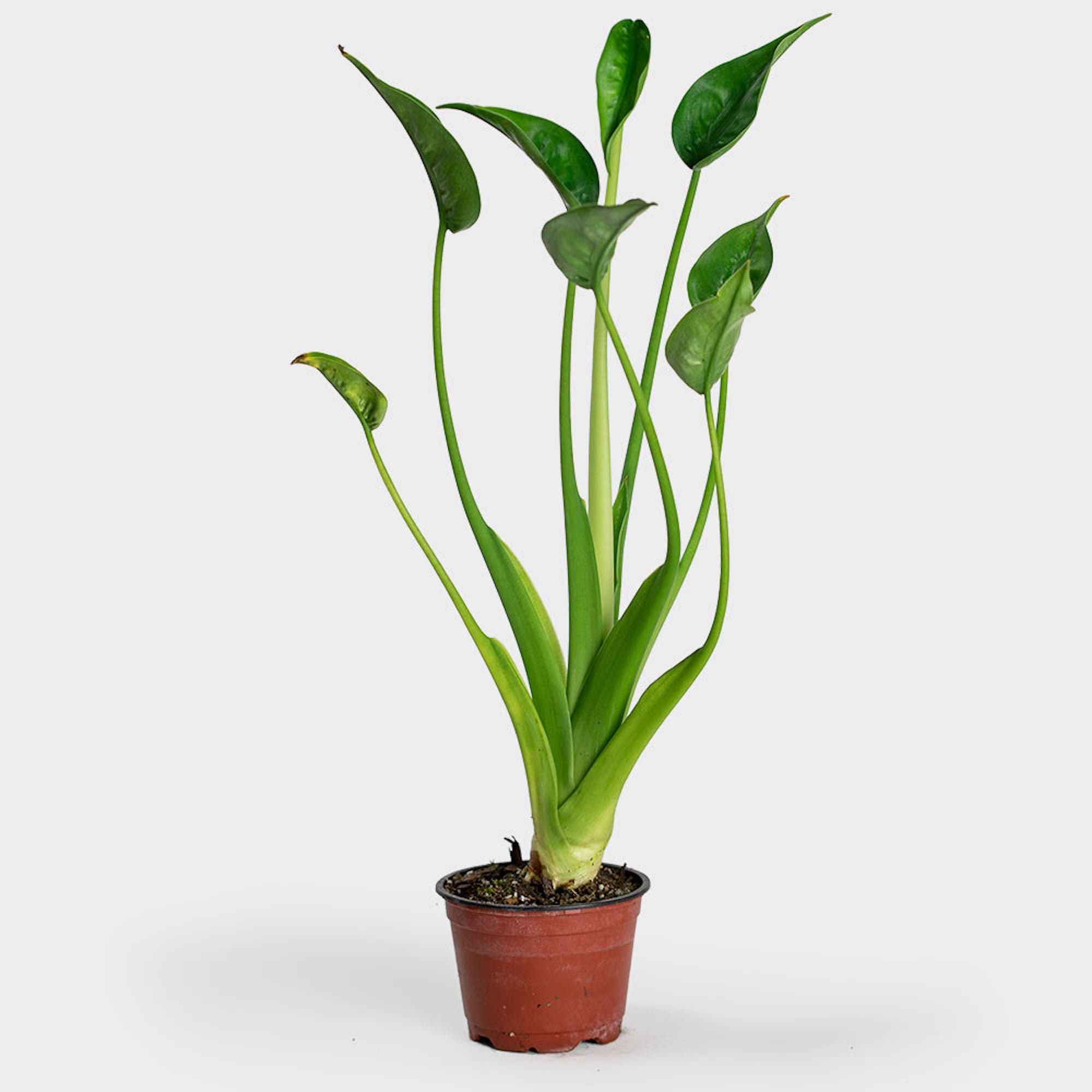 チランジア タイニーダンサー(Tillandsia 'Tiny Duncer') インテリア ...