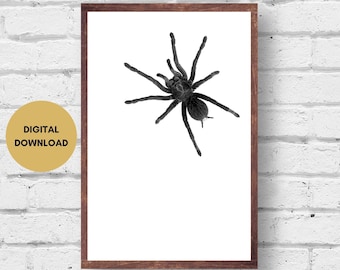 Spider Print, Digital Download, Black and White, Spider photo, Cool, Quirky, Wall Art, Insect, Wall Print, Printable, Spider Picture