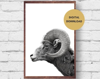 Download digitale di stampe di ariete, foto di ariete in bianco e nero stampabile, immagine di ariete da parete, stampa digitale di poster di ariete, decorazioni per la casa con animali