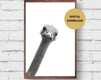 Ostrich looking in, digital download, black and white, funny, animal, wall art, print, cute, quirky, printable, ostrich picture. Poster
