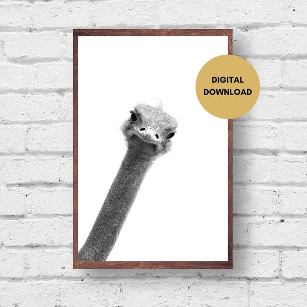 Ostrich looking in, digital download, black and white, funny, animal, wall art, print, cute, quirky, printable, ostrich picture. Poster