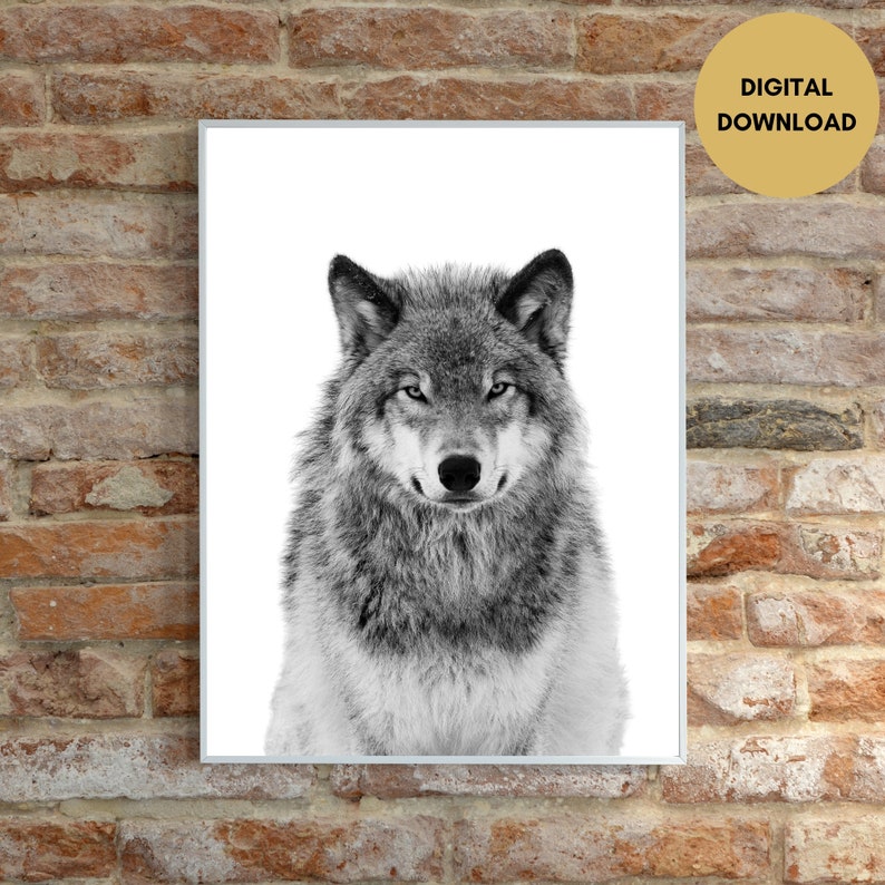 Op de afbeelding: Een zwart-witfoto van een wolf die recht in de camera kijkt. De wolf heeft een dikke vacht en een serieuze uitdrukking.