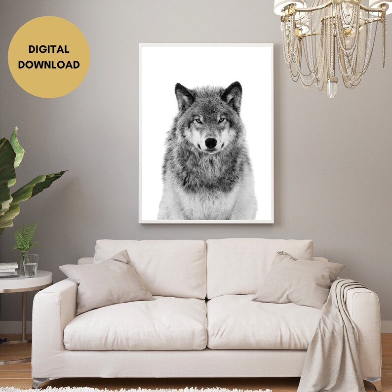 Op de afbeelding: Zwart-witfoto van een wolvenkop. De wolf kijkt recht in de camera met een serieuze uitdrukking.