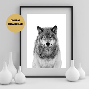 Op de afbeelding: Zwart-witfoto van een wolf die recht in de camera kijkt. De wolf zit op een witte achtergrond.