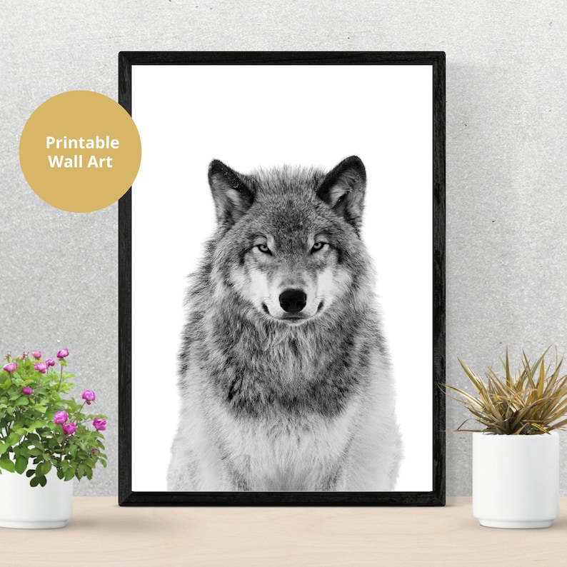 Op de afbeelding: Zwart-witfoto van een wolf die recht in de camera kijkt. De wolf is scherp en de achtergrond is wazig.