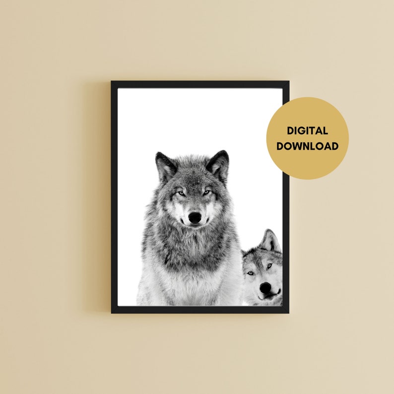 May include: Black and white photograph of two wolves. The wolf in the foreground is looking directly at the viewer, while the wolf in the background is looking to the side. The wolves are set against a white background.