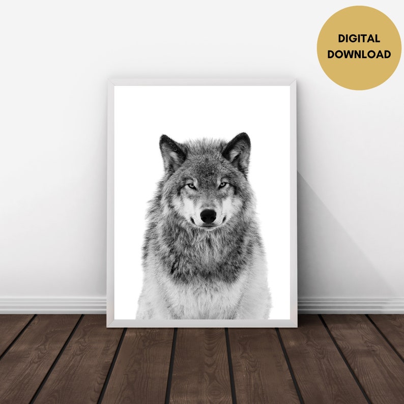 Op de afbeelding: Zwart-witfoto van een wolf die recht in de camera kijkt. De wolf is scherp en de achtergrond is wazig.