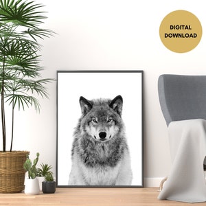 Op de afbeelding: Zwart-witfoto van de kop en schouders van een wolf tegen een witte achtergrond.
