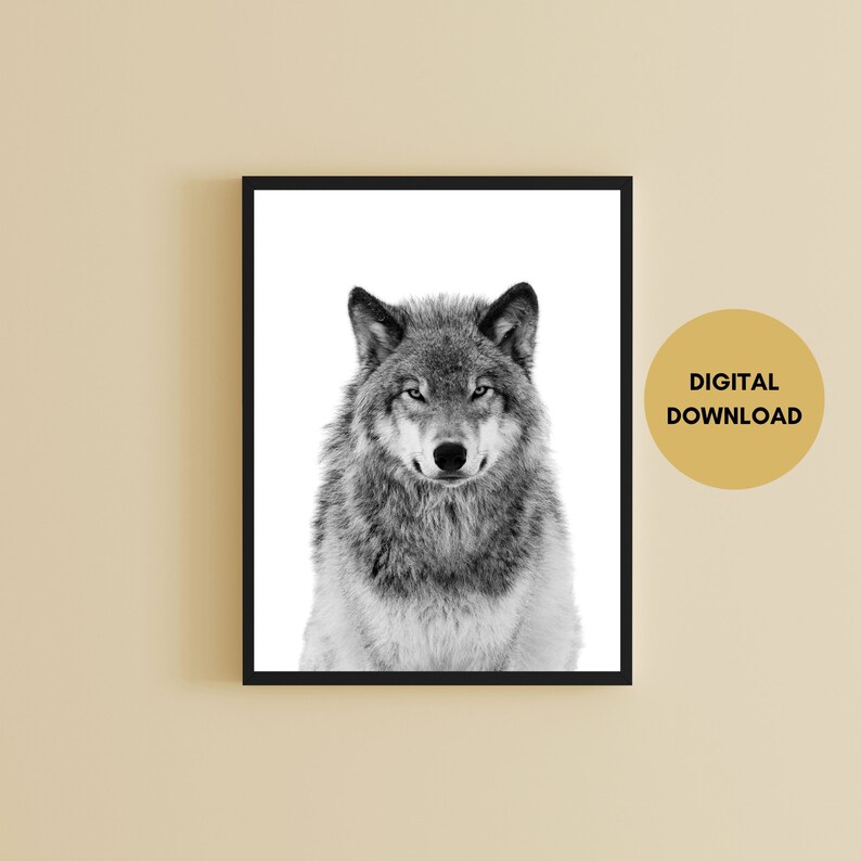 Op de afbeelding: Zwart-witfoto van een wolf die recht in de camera kijkt. De wolf is scherp en de achtergrond is wazig.