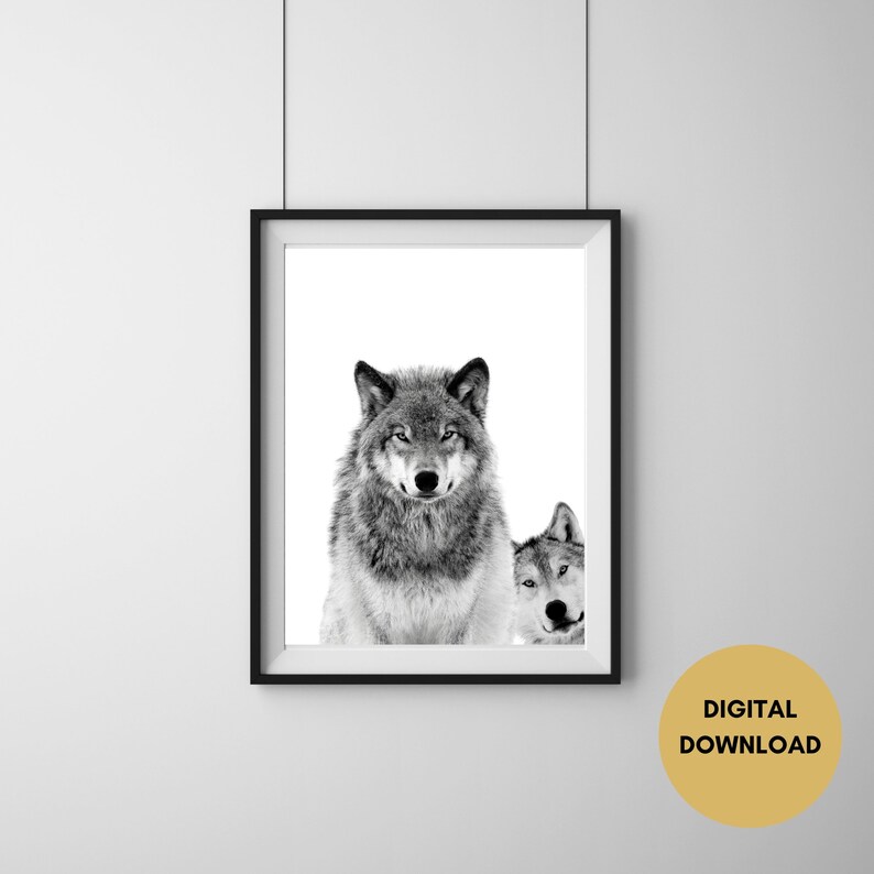 May include: Black and white photograph of two wolves. The wolf in the foreground is looking directly at the viewer. The wolf in the background is looking to the side. The wolves are against a white background.