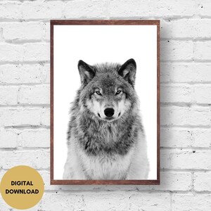 Op de afbeelding: Een zwart-witfoto van een wolf die recht in de camera kijkt. De wolf heeft een dikke vacht en een serieuze uitdrukking.