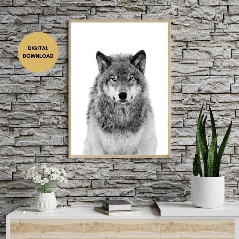 Op de afbeelding: Zwart-witfoto van een wolf die recht in de camera kijkt. De wolf staat met zijn kop omhoog. De achtergrond is effen wit.